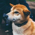Shiba Inu