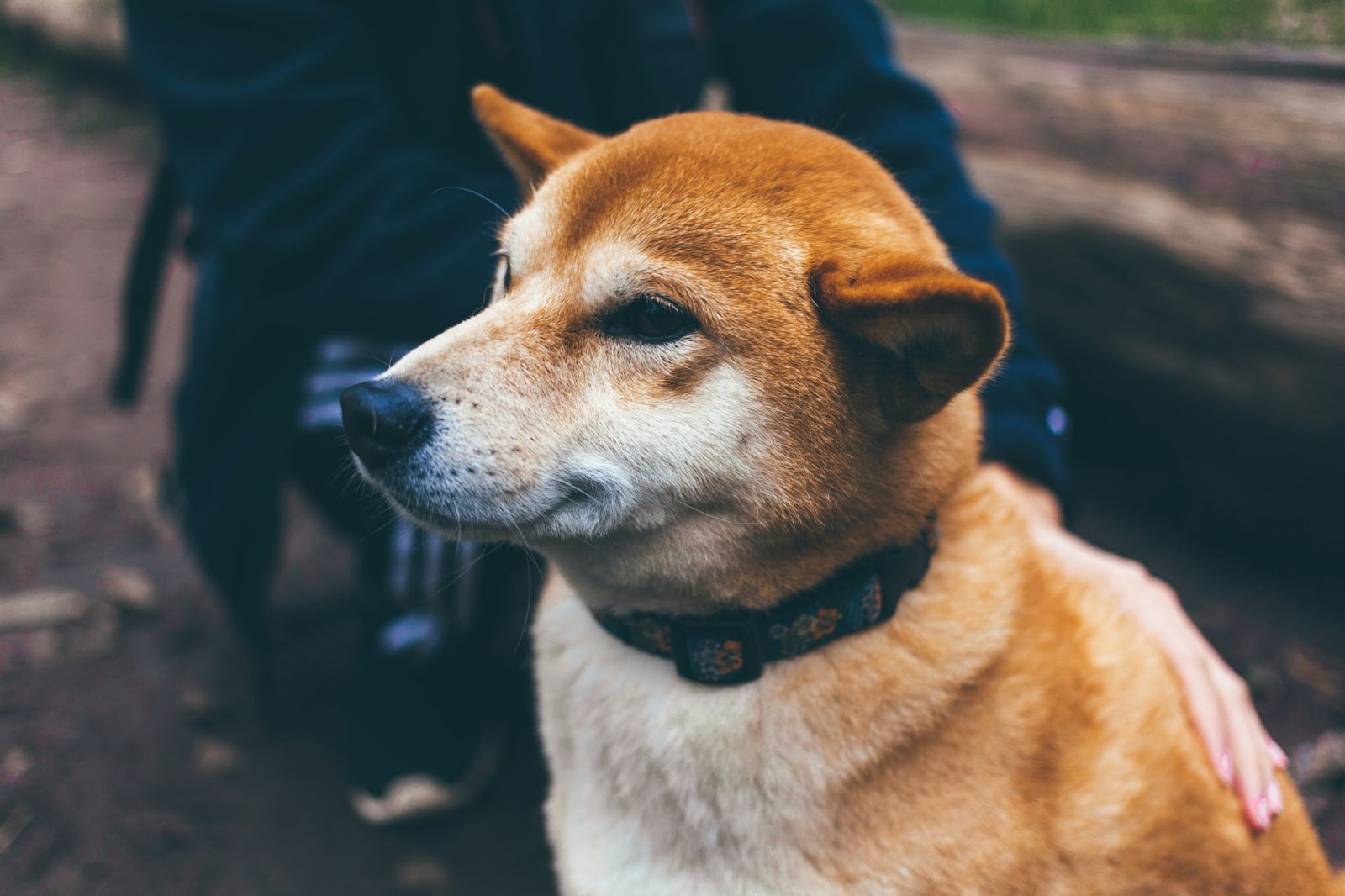Hva er Shiba Inu (SHIB)? Memecoin forklart